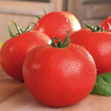 Pomodoro tondo liscio Maestria Bio (piante)