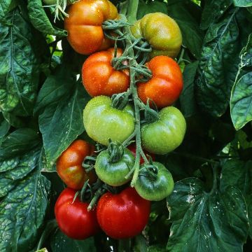 Pomodoro Montfavet