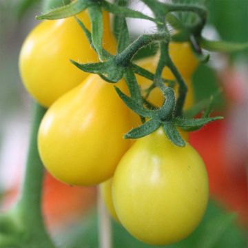 Pomodoro ciliegino/datterino Gialla pera Bio - Ferme de Sainte Marthe