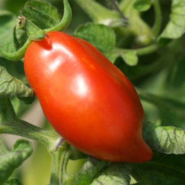 Pomodoro lungo Roma VF