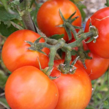 Pomodoro cuore di bue/Beefsteak Royale des Guineaux