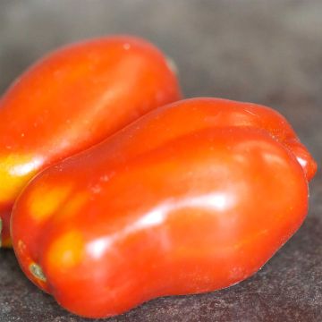 Pomodoro lungo San Marzano 2