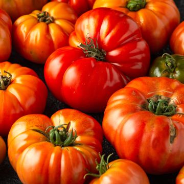 Pomodoro ciliegino Delizia F1