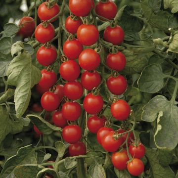 Pomodoro ciliegino/datterino Supersweet 100
