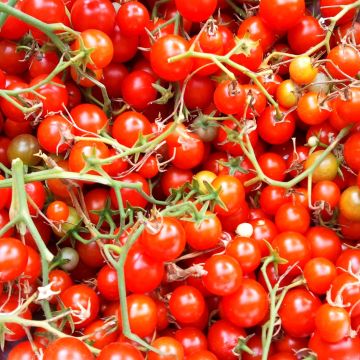 Pomodoro ciliegino/datterino Sweet Million