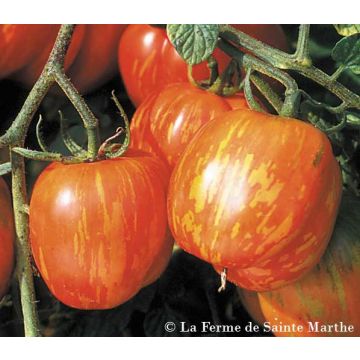 Pomodoro ciliegino/datterino bicolore Tigerella bicolore