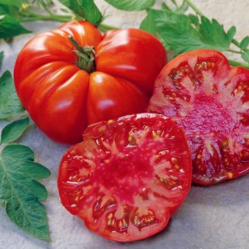 Pomodoro costoluto Tomande F1