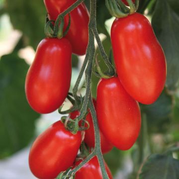 Pomodoro ciliegino/datterino Trilly