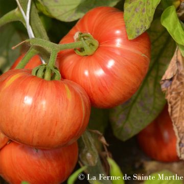 Pomodoro Vintage wine
