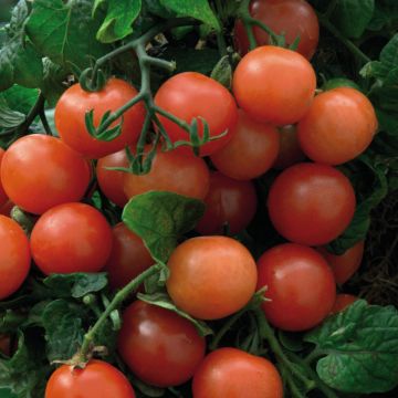Pomodoro ciliegino/datterino Balconi Red