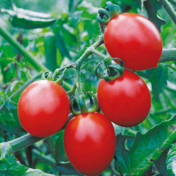 Pomodoro ciliegino/datterino Brin de Muguet