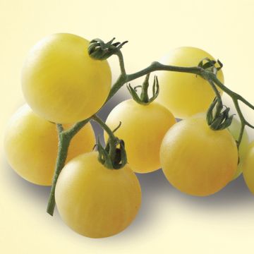 Pomodoro tondo Mirabelle Blanche
