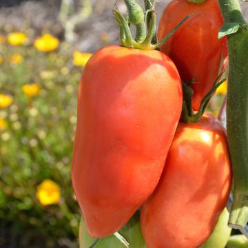 Pomodoro lungo Corno delle Ande Bio (semi)