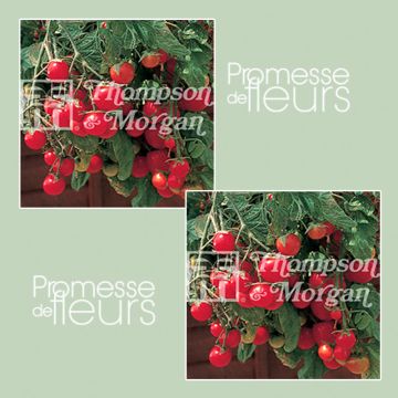 Pomodoro ciliegino/datterino Gartenperle
