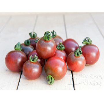 Pomodoro ciliegino/datterino Rosella