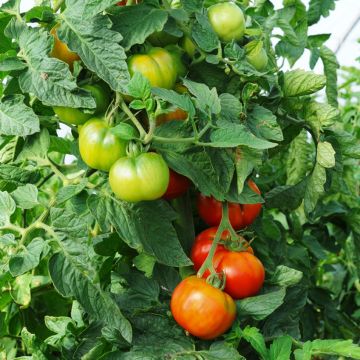 Pomodoro cuore di bue Faworyt BIO (semi)