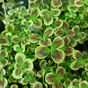 Trifolium repens Estelle - Trifoglio ladino