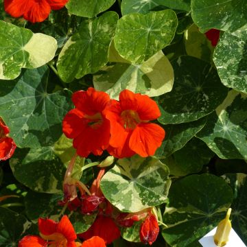 Nasturzio Alaska Scarlet