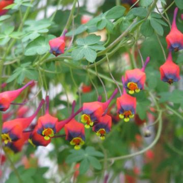 Tropaeolum tricolor - Nasturzio
