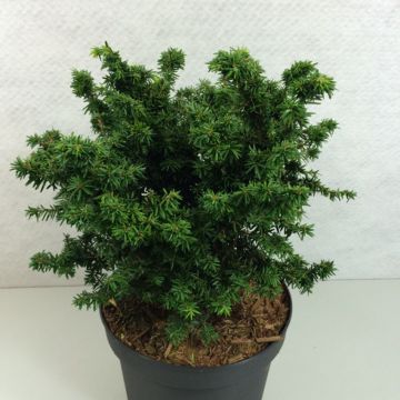Tsuga canadensis Jervis
