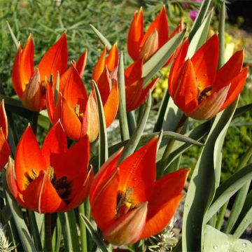 Tulipano whittallii - Tulipano botanico