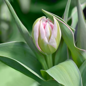 Tulipano Flashpoint