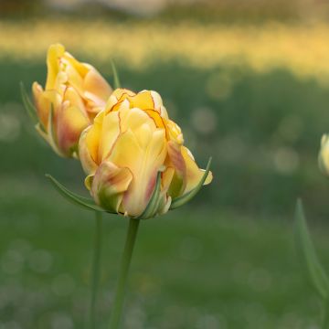 Tulipano Viridiflora Golden Artist
