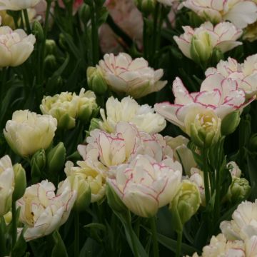 Tulipano Belicia