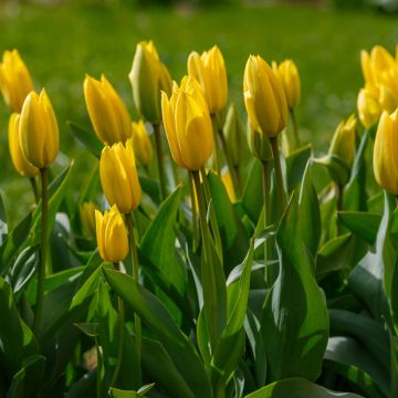 Tulipano Trionfo Bellona