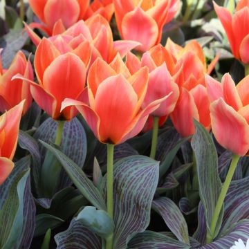 Tulipano greigii Corsage