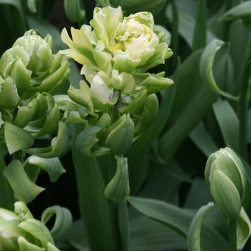 Tulipano Brooklyn