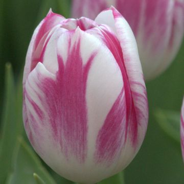 Tulipano Trionfo Caramba