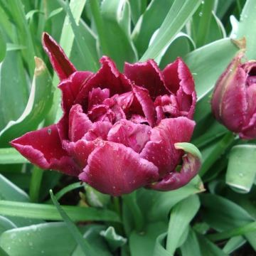 Tulipano David Teniers