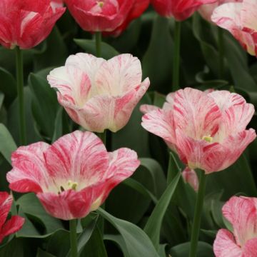 Tulipano Trionfo Hemisphere