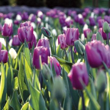 Tulipano Trionfo Holland Beauty