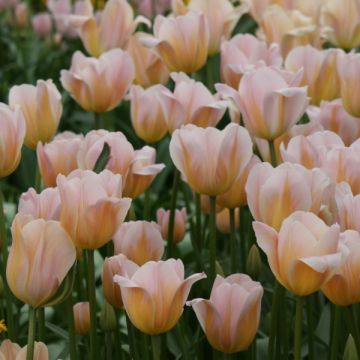 Tulipano Trionfo Peace Flame