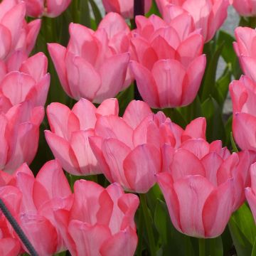 Tulipano Christmas Pearl