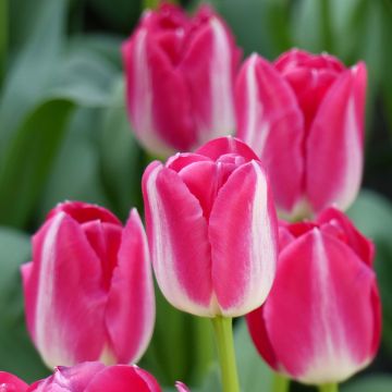 Tulipano Trionfo Amsterdam