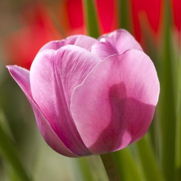 Tulipano Trionfo Dreaming Maid