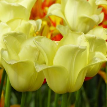 Tulipano Trionfo World Friendship