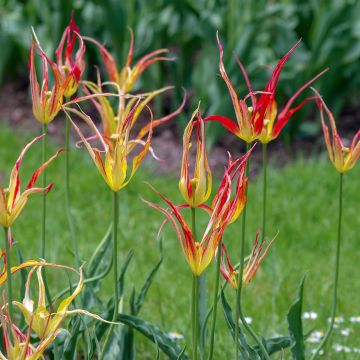 Tulipano acuminata - Tulipano botanico
