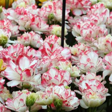 Tulipano Cartouche
