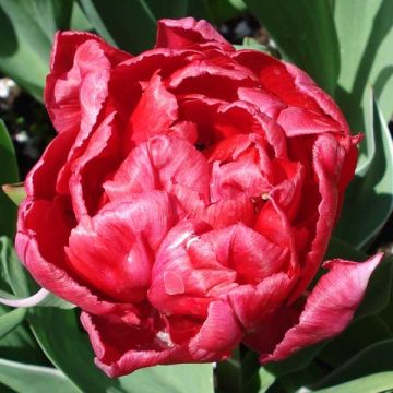 Tulipano Eternal Flame