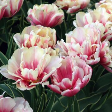 Tulipano Toplips