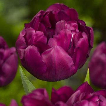 Tulipano Alison Bradley