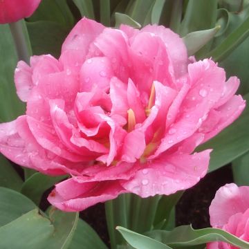 Tulipano Dior