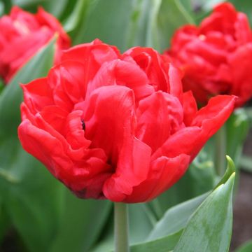 Tulipano Elisabeth