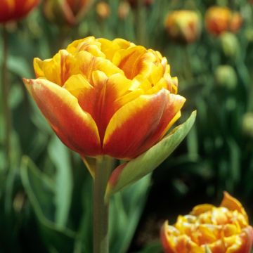 Tulipano Doppio Tardivoe Bonanza