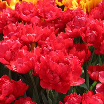 Tulipano Estatic