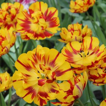 Tulipano Nizza